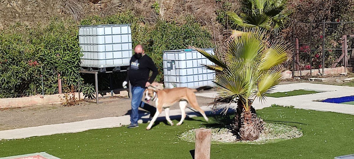 Adiestramiento canino Curro Castillo