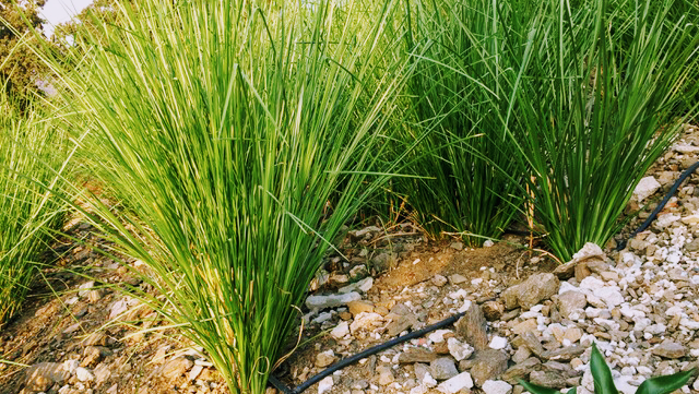 Vetiver Spain
