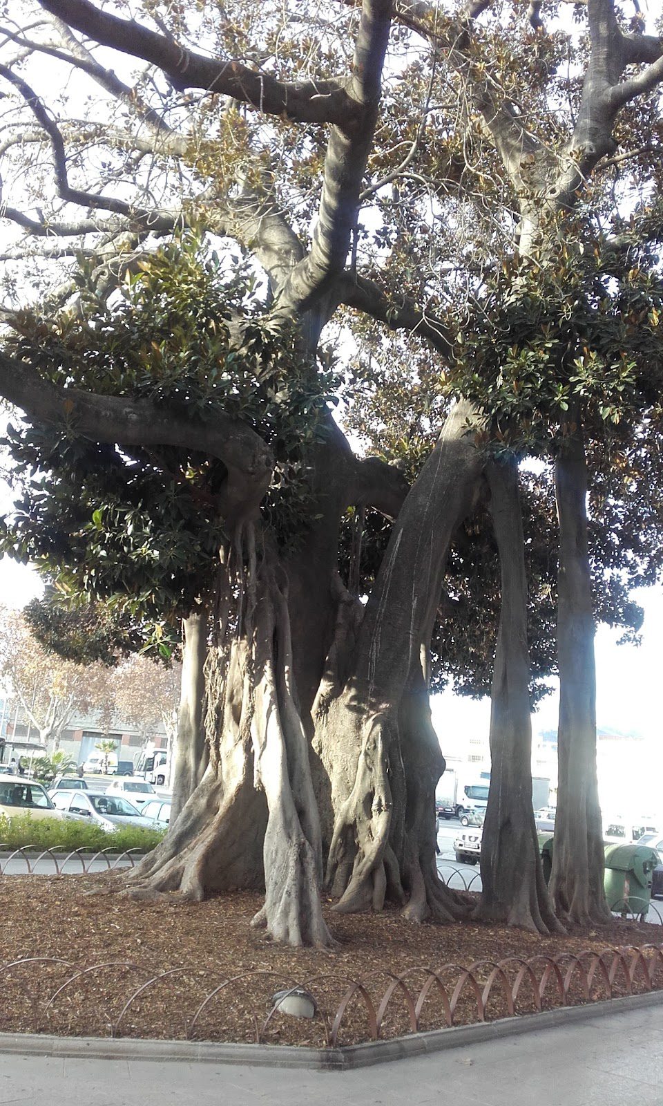Arbol Ficus centenarios