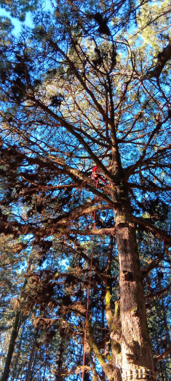 ARPA Arboricultura y Paisajismo