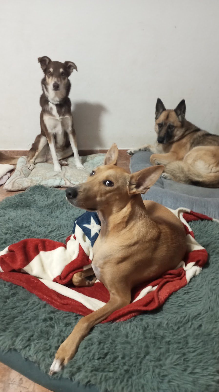 MAMU DOG Hotel