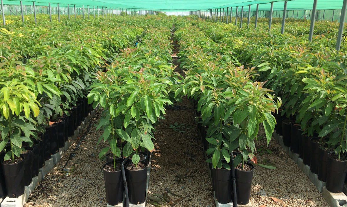 Viveros Royal Plants S.L