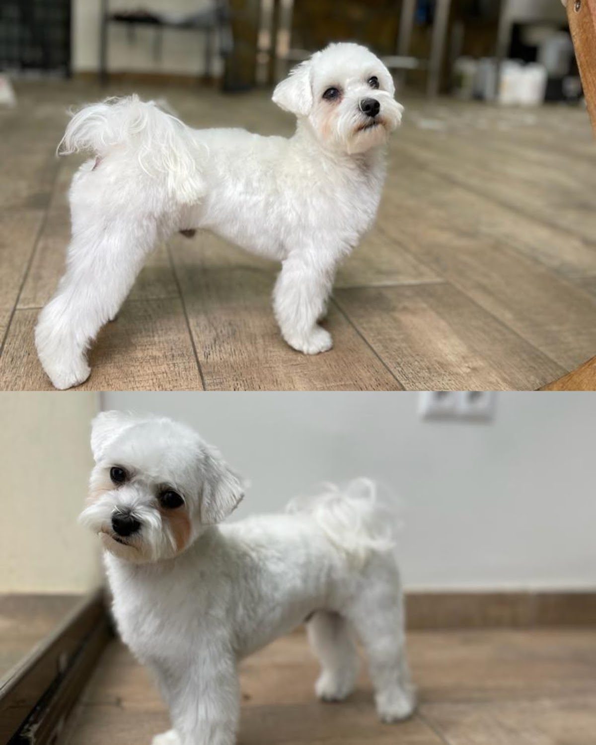 Bavieradog's