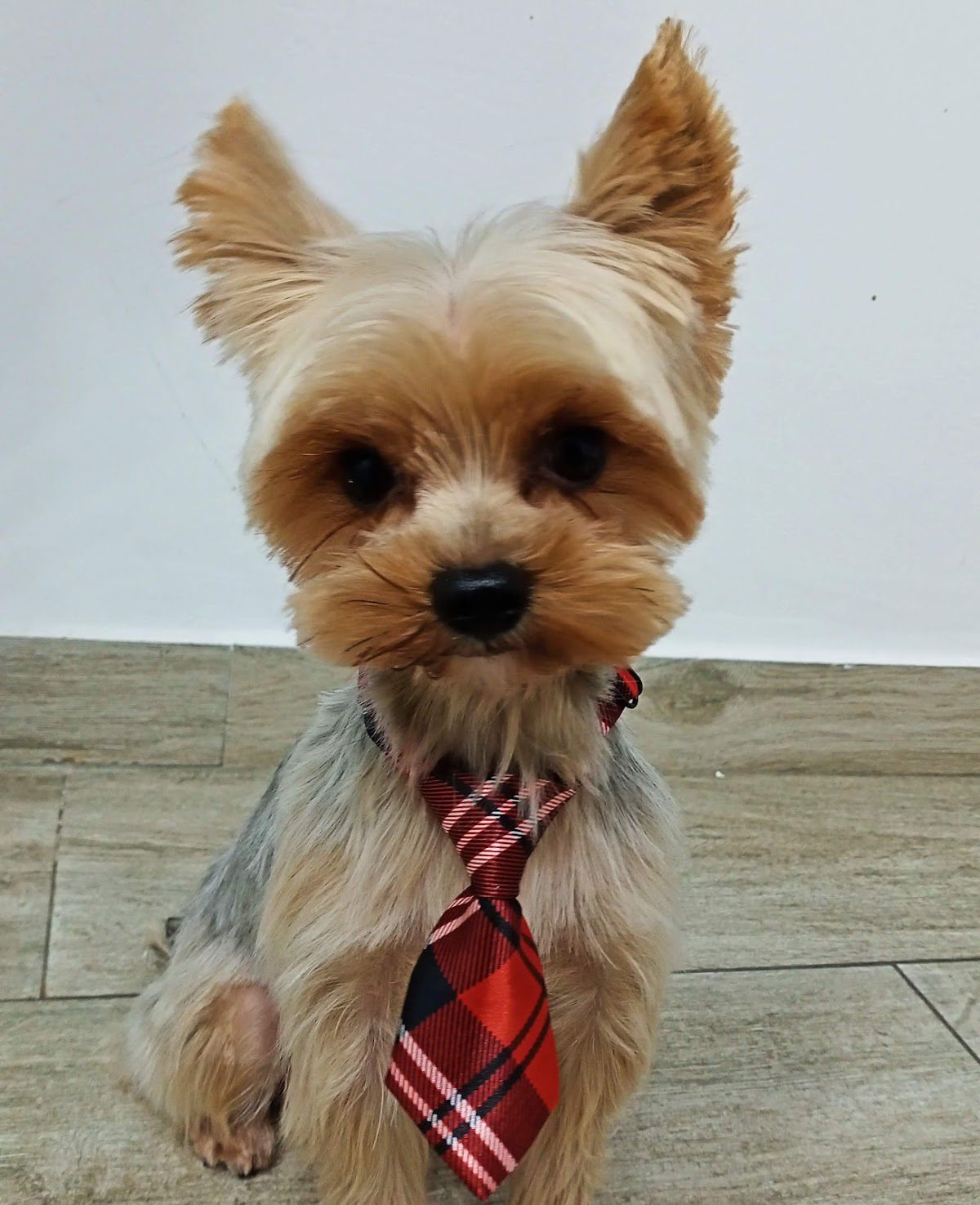 Style Dog's