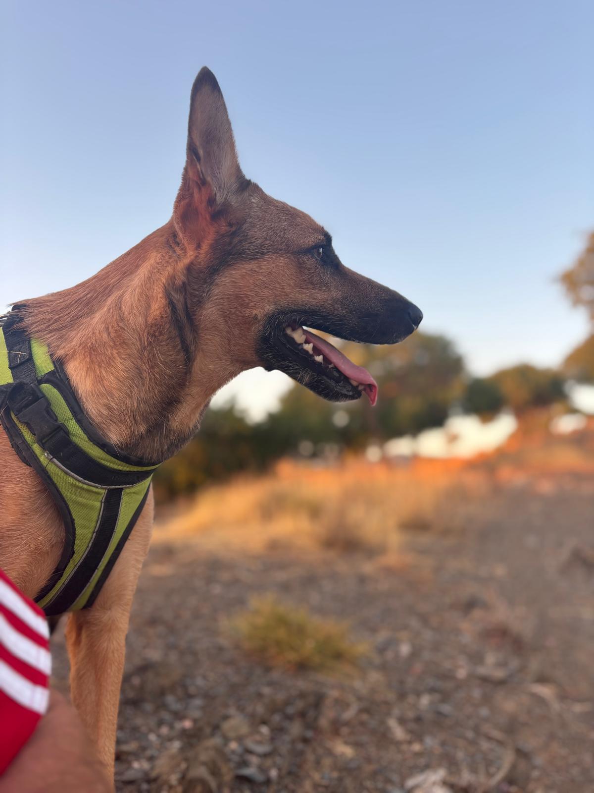 Educadora Canina María Jiménez